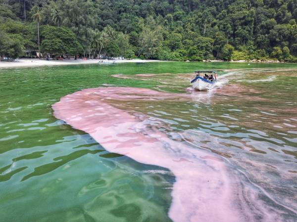 （大北马）槟海域现大片粉红海藻，科学家：无毒不影响生物