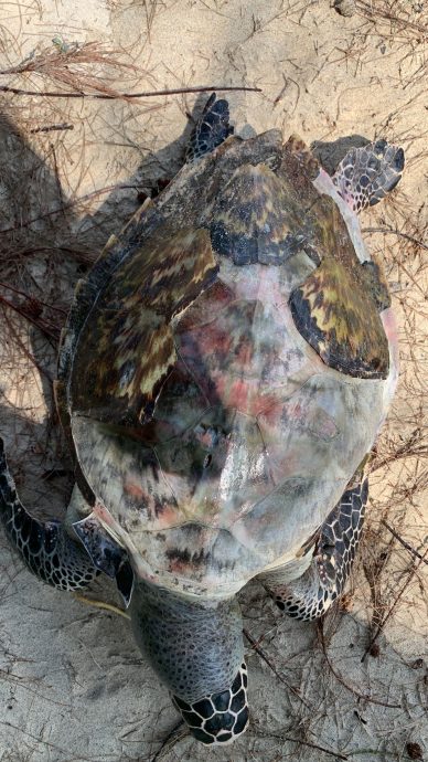 東：雄性海龜死在棉花島上