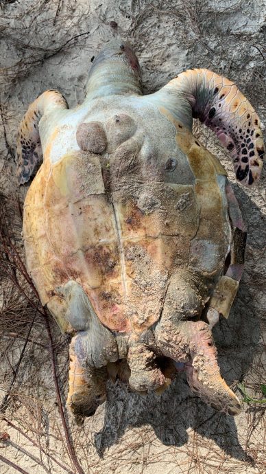 东：雄性海龟死在棉花岛上