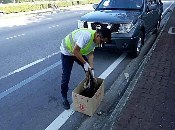 装修商发心处理路边动物尸：“希望大家开车慢一点”