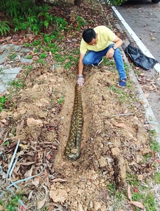 装修商发心处理路边动物尸：“希望大家开车慢一点”