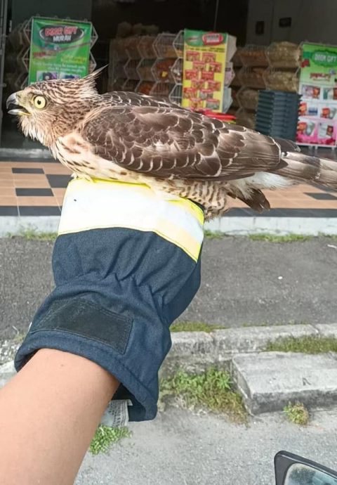 志愿消防队员捕捉 老鹰飞入店铺觅食