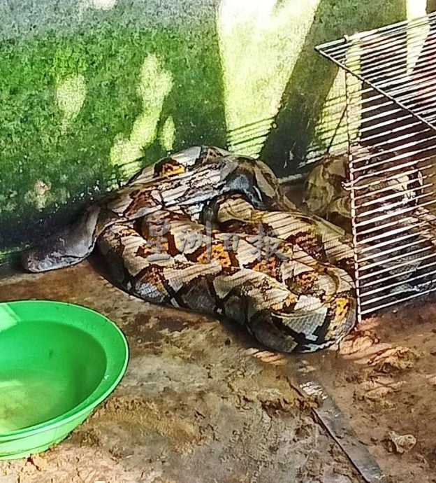 蟒蛇吞食一只鸭 饥不择食图吞玩具虎