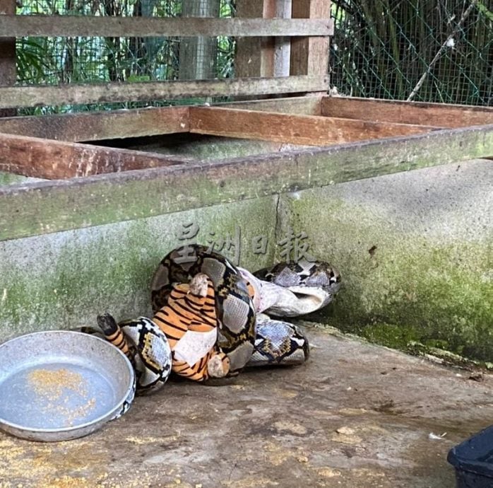 蟒蛇吞食一只鸭 饥不择食图吞玩具虎