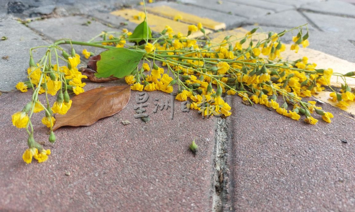 青龙木盛绽小黄花 甲市区美景引人驻足