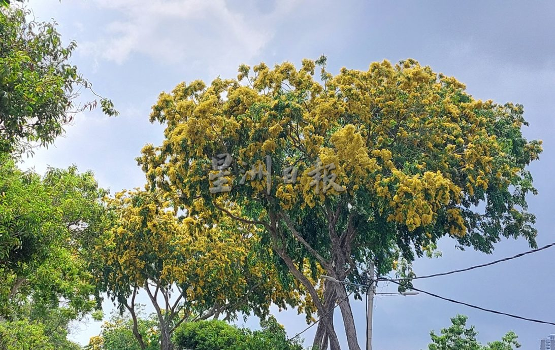 青龙木盛绽小黄花 甲市区美景引人驻足