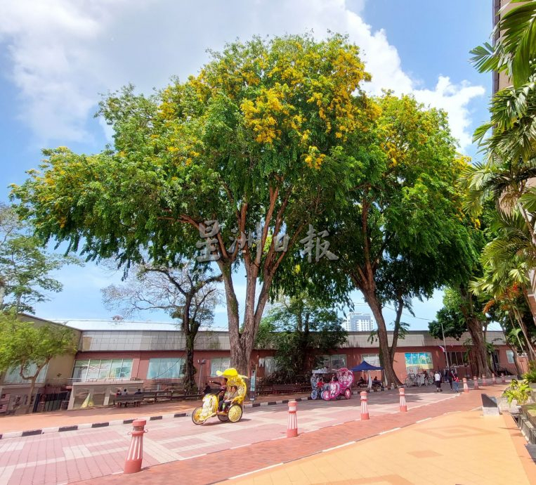 青龙木盛绽小黄花 甲市区美景引人驻足