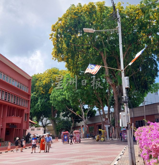 青龙木盛绽小黄花 甲市区美景引人驻足