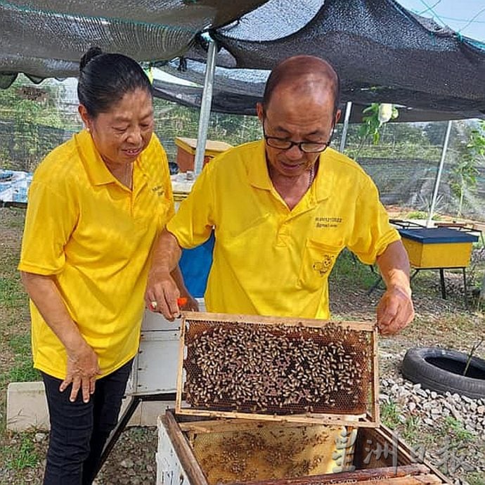 到养蜂保育园体验