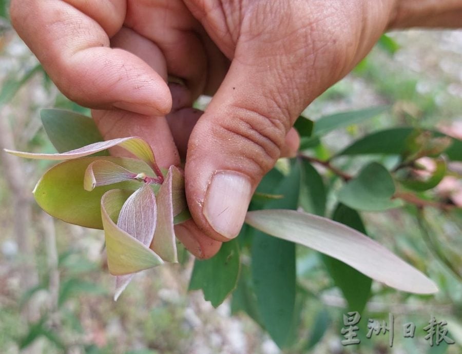 到养蜂保育园体验