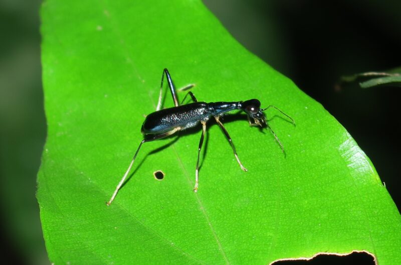 在森林里叶片上觅食的某种长颈虎甲虫。