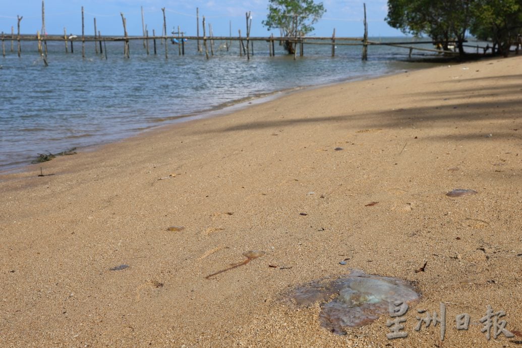 东：小心蓝色水母出没！