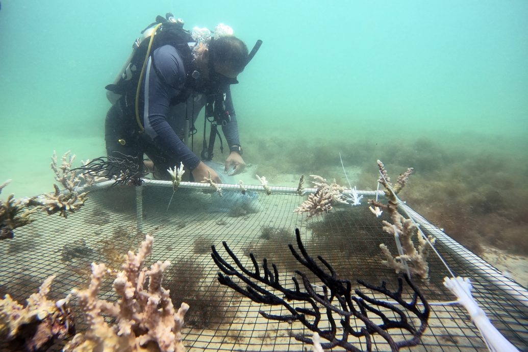 研究：到下世纪全球逾四分三珊瑚或因气候变化患病