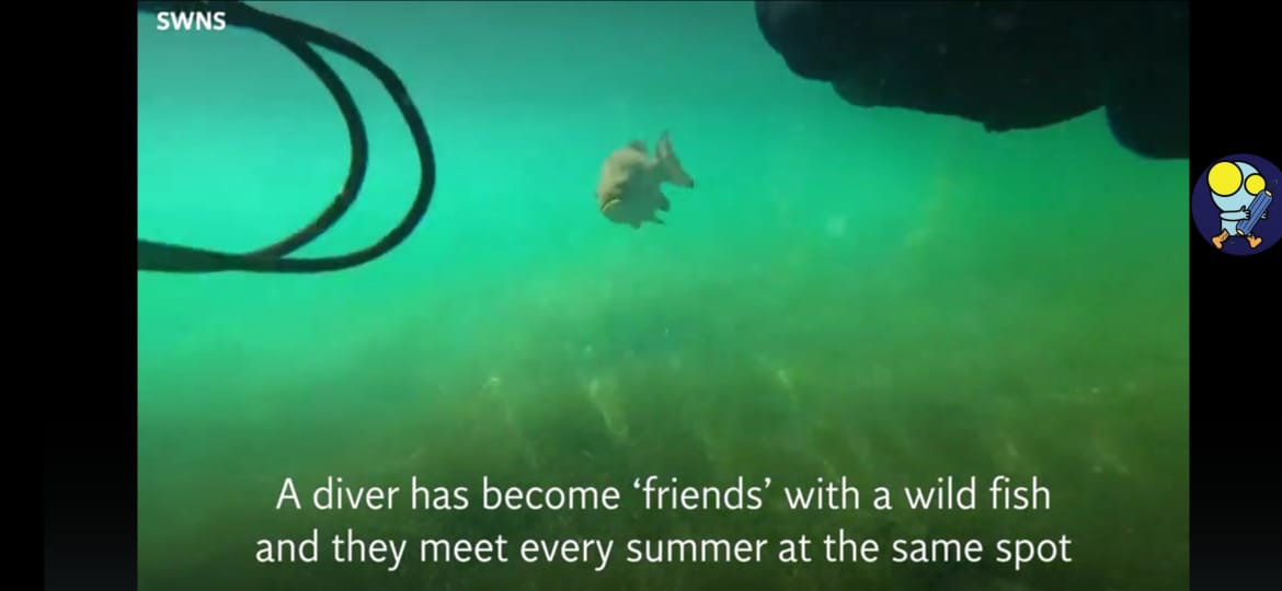 非一般友谊！ 潜水员与同一鱼相约每个夏天