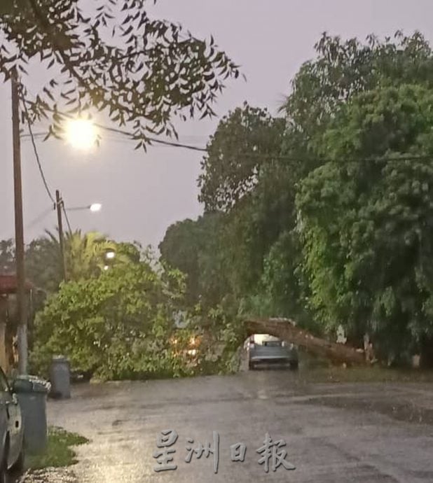 （古城第四版主文）树倒意外频传·市议会探讨未雨绸缪方案