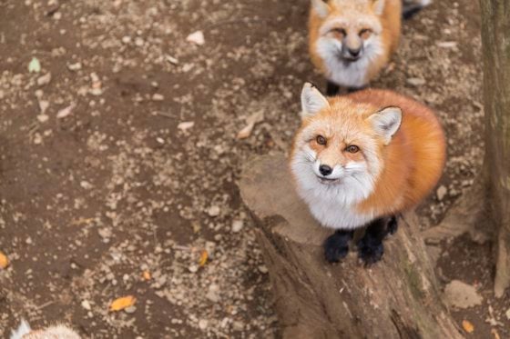 Cute Red fox looking for food