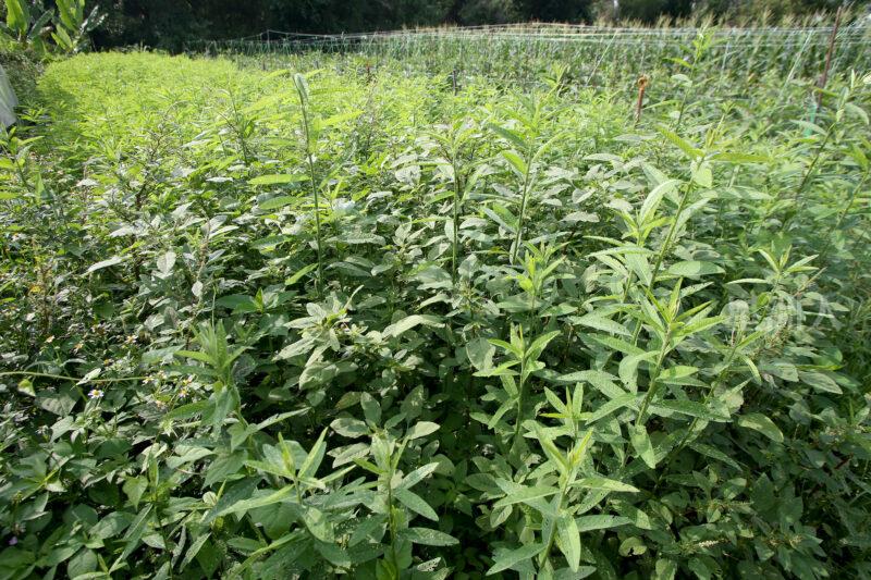 太阳麻是绿肥植物，邓修豪在没有种植农作物的菜畦上种植太阳麻，给予土壤一个重新修复的机会。