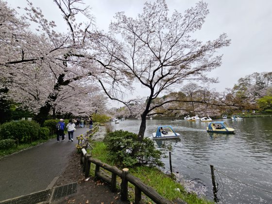 【日本】步步京心──东京京都赏樱之旅