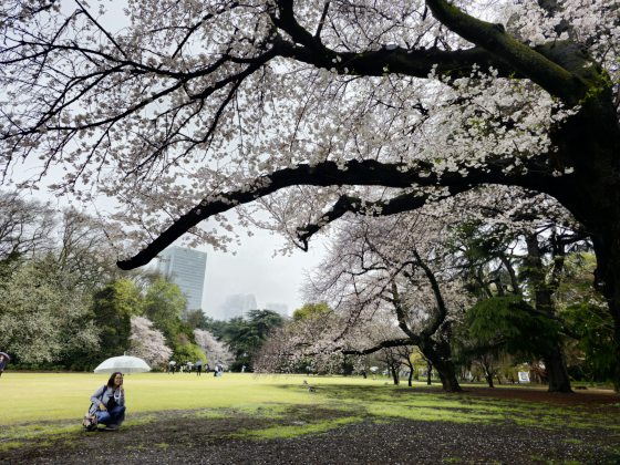 【日本】步步京心──东京京都赏樱之旅