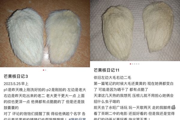 中国年轻人流行“养芒果核”帮梳毛　强调是一种精神寄托