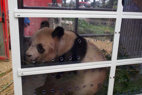 拼盘加图／大熊猫“圆梦”将于7月25日返回中国