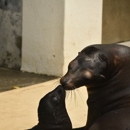 拼盘／水族馆海狮“被断尾没人救”　真相曝光原因超暖：是母爱