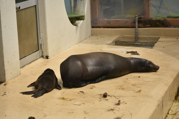 拼盘／水族馆海狮“被断尾没人救”　真相曝光原因超暖：是母爱