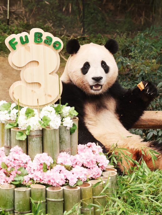 旅韩大熊猫“福宝”三岁啦 今开生日派对