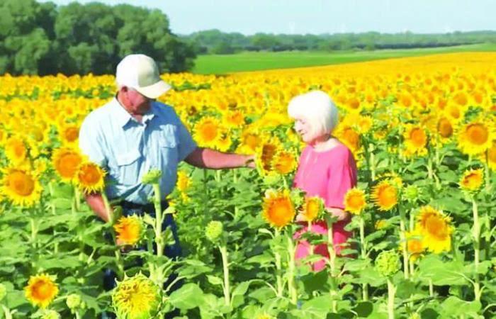 黄金花海见证50年至死不渝 农夫种百万向日葵送妻