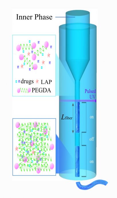 Figure 1. The fabrication of Fibro-gel. The material containing the molecules of a drug, photo initiator (LAP) and polymer (PEGDA) is squeezed out through a microscopic nozzle to form a microfibre that is cut to specified length (Lfibre) by a pulse of the UV light. (Picture is reproduced under the terms of the Creative Commons Attribution License. © 2023 Shen et al. Advanced Materials published by Wiley-VCH GmbH.)