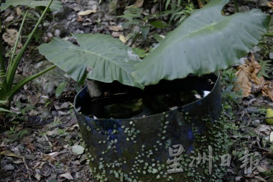 【休闲农场／02】阿里山龙云农场：不走寻常路，带你登山叹早茶