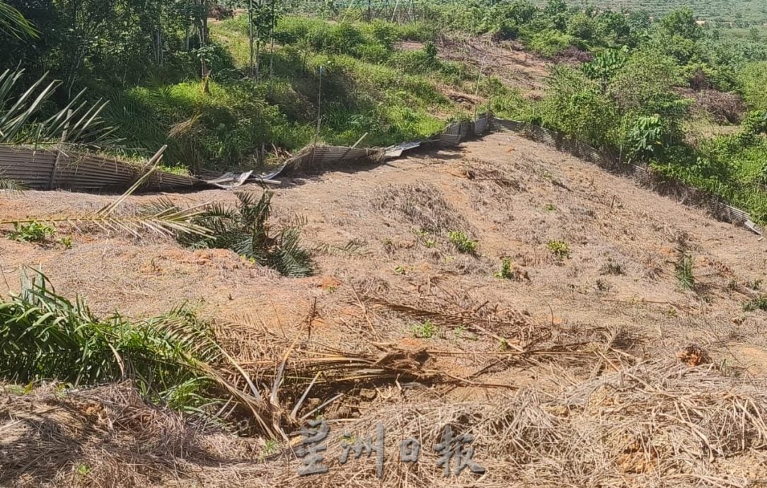 东：野象群大肆摧毁油棕树 小园主损失惨重 