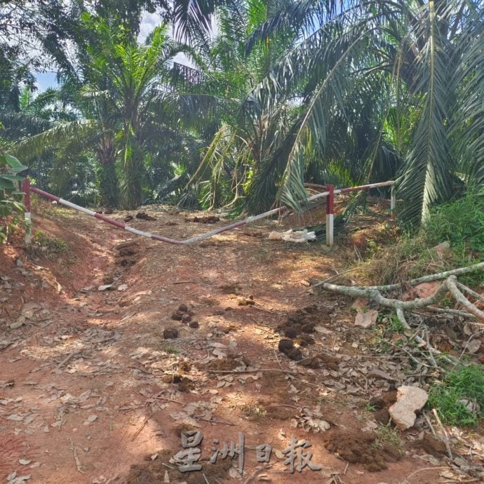 东：野象群大肆摧毁油棕树 小园主损失惨重 