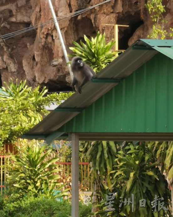 交替路咖啡馆工程已停止 翡翠园居协促保护濒危猴子犀鸟