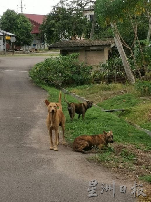 柔：新闻：占美新村野狗出没  居民吁勿随意弃狗