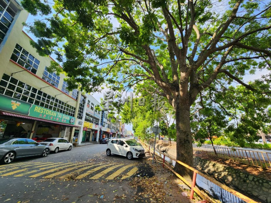 （古城封面副文）多树木未修砍且屡发生树倒，罗舜生指市议会砍树拨款不足盼州政府及国会议员协助