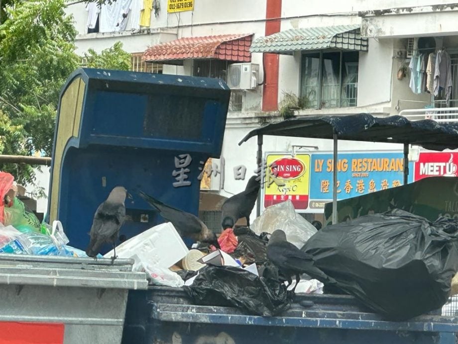 （古城第三版主文）哥打拉沙马那鸦患问题严重 刘志俍促照顾卫生环境