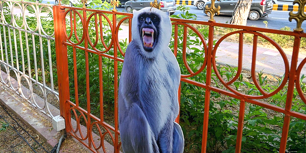 G20 summit's plan to scare off monkeys by mimicking their 'natural