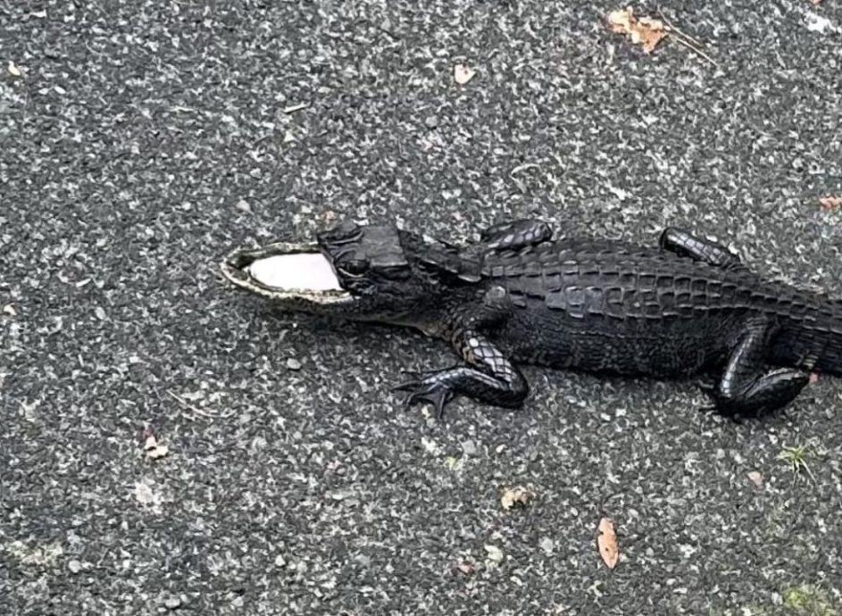 公園驚見詭異鱷魚 沒上顎一眼望見內部