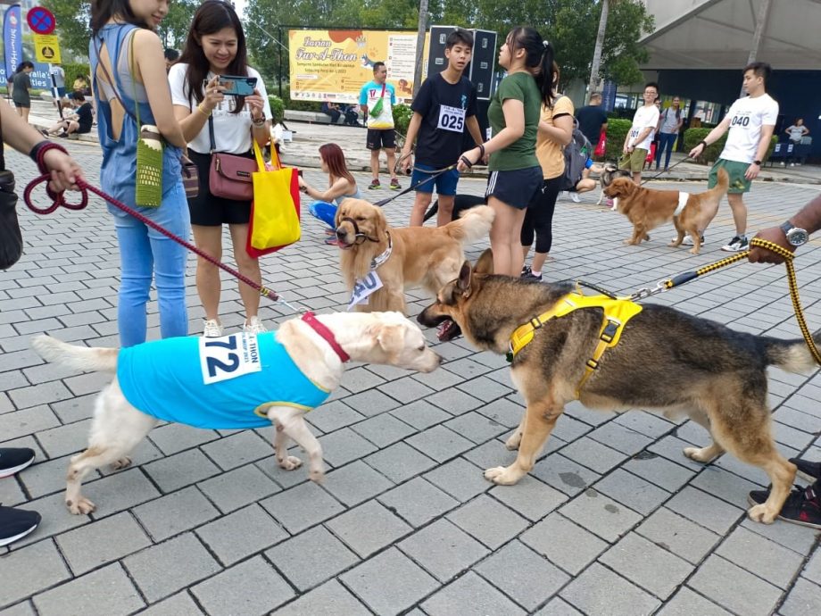 宠主与爱犬齐跑活动