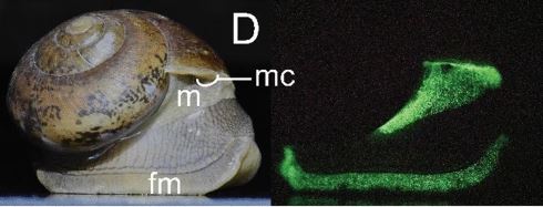拼盘∕日本生物学家在泰国发现5种发光蜗牛 也栖息大马