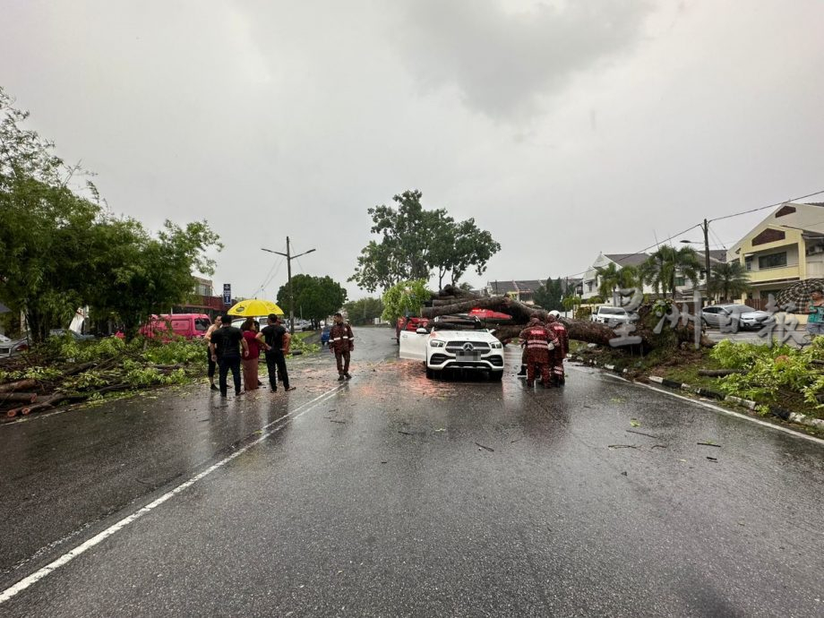 母女受惊送院检查 怡大雨树倒压车  