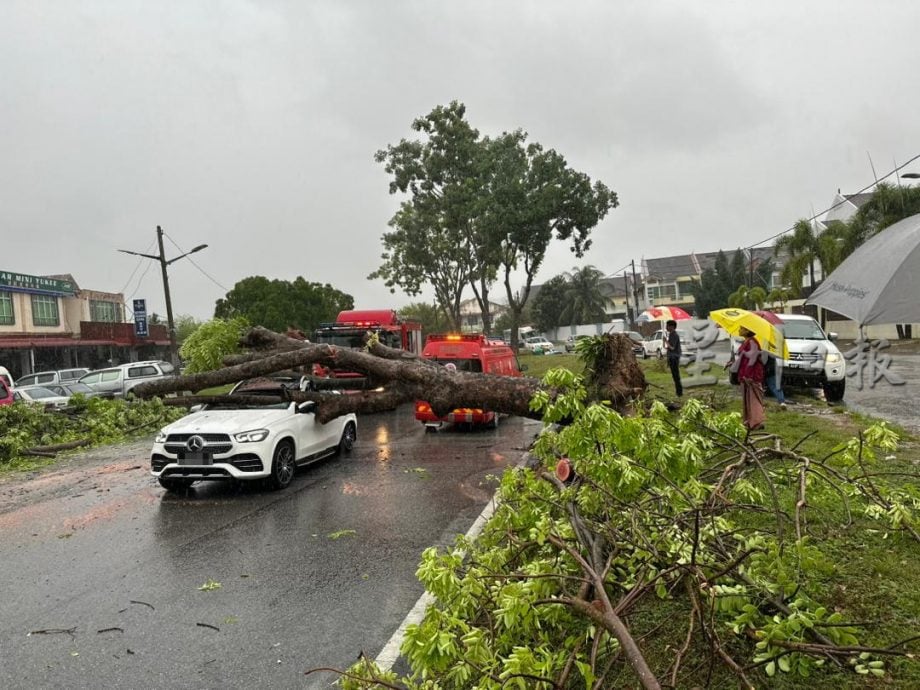 母女受惊送院检查 怡大雨树倒压车  