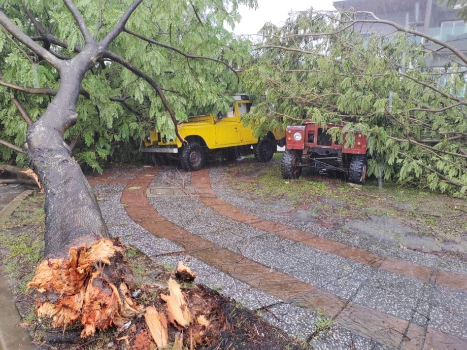  狂风暴雨树倒毁车  隆消拯局：投报求助不停 有人受伤