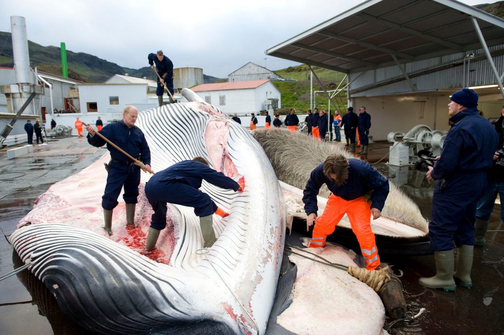 看世界／冰岛恢复捕鲸 要求“尽快杀死”挨轰
