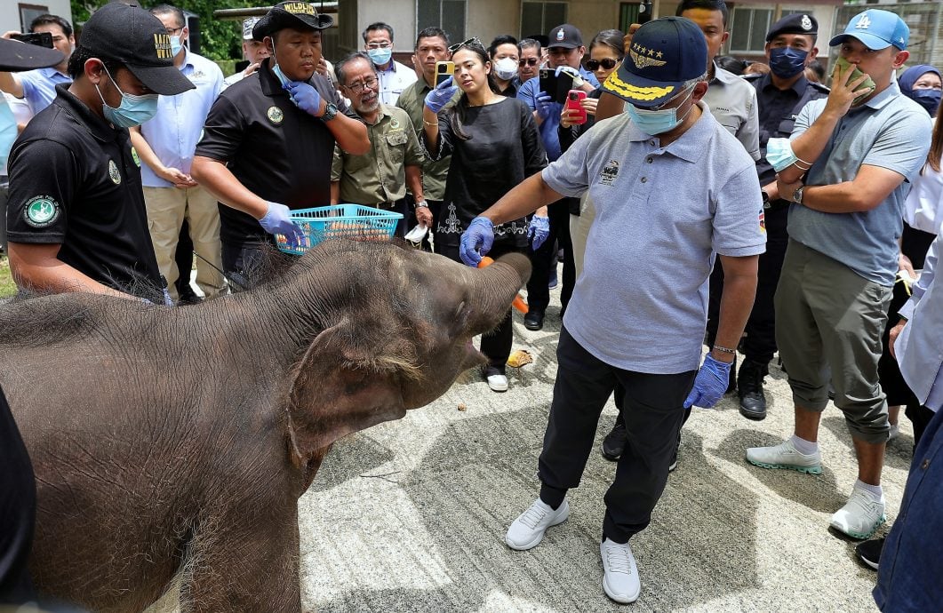 （元首）国家元首访西必洛 为小人猿取名为“迪迪”