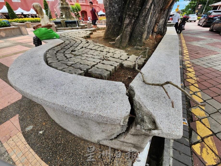 （古城第六版主文）林朝雁：地方政府应聘请树医，以更好进行城市规划、检查树木健康等