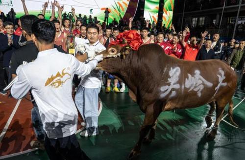 拚图两图)中国「村BA」总决赛  广东沙溪夺冠牵走一头牛