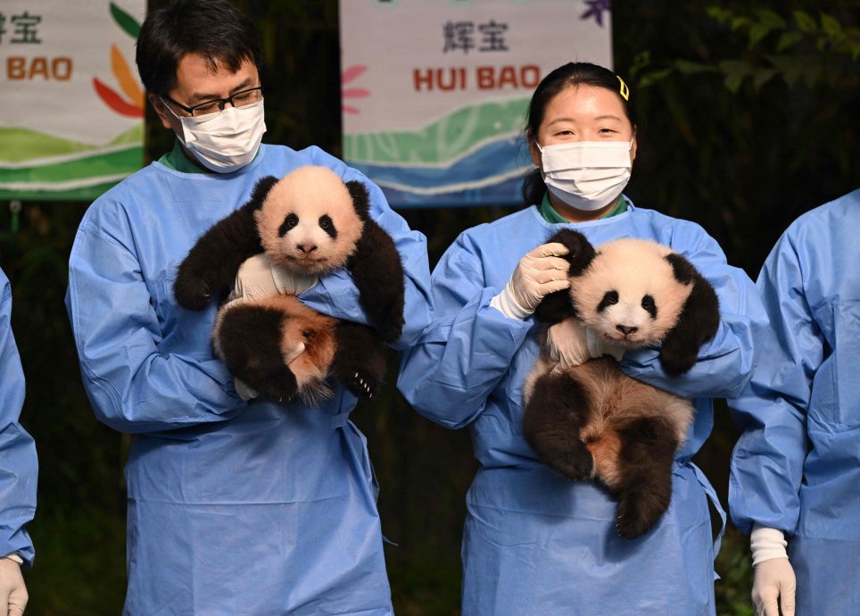 拼盘 韩出生的大熊猫双胞胎取名为睿宝和辉宝