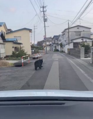 熊出没！秋田市游街袭人6伤 居民安全受威胁